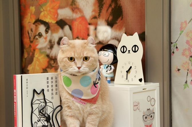 cat